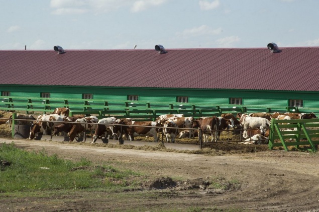 Краевое предприятие стало лидером сельскохозяйственной отрасли России