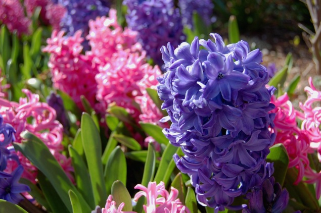 Гиацинты — посадка и уход в открытом грунте, рекомендации