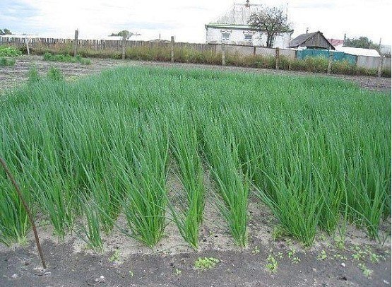 Удобряем лук... нашатырем