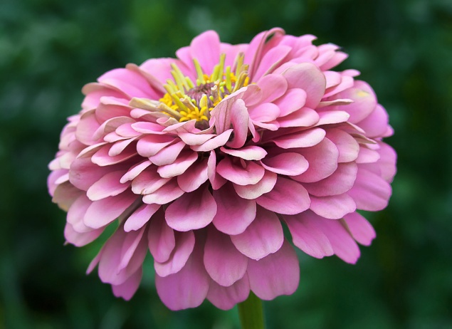 8 растений, которые невозможно убить