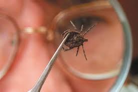 В снятых с красноярцев клещах начали находить больше инфекций