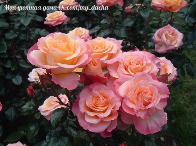 Розы заболели что делать, лечение больных роз, как и чем лечить розы