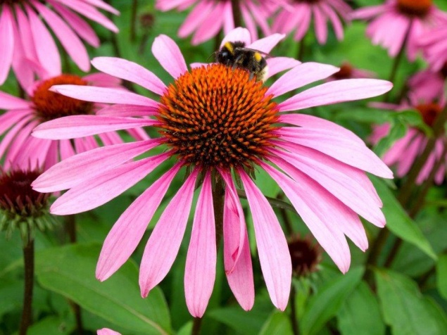 Эхинацея – посадка и уход в открытом грунте