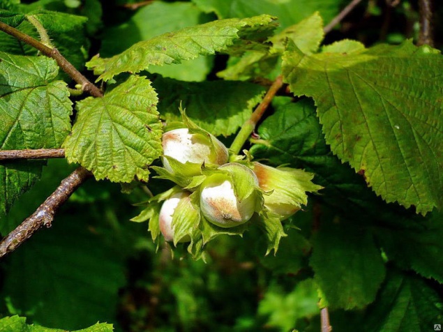 Лещина обыкновенная — полезные и лечебные свойства, где растет кустарник