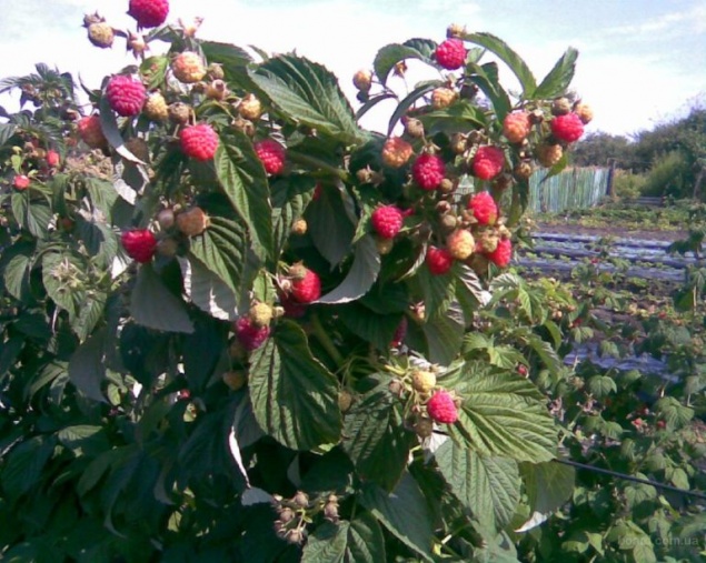 Как подготовить малину к зиме