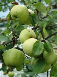 Яблони не вымерзают и плодоносят, если …