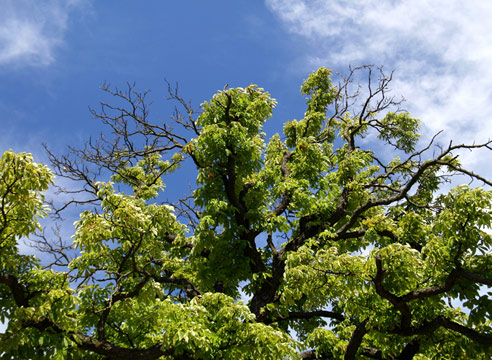 Как помочь больной яблоне