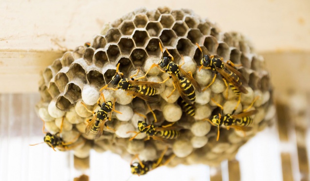 Осы на даче: как избавиться самостоятельно