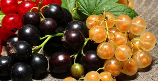 Как правильно обрезать смородину