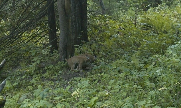На красноярских «Столбах» поселилась рысь с двумя котятами. Раньше в заповеднике было 4 таких кошки