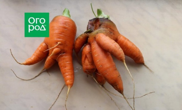 Почему морковь корявая и рогатая: причины проблемы и решение