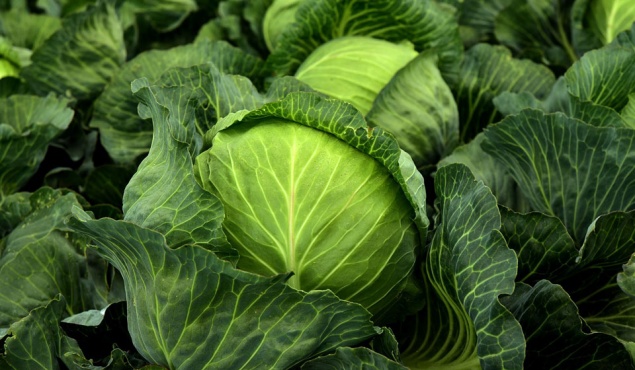 Уборка капусты: правила и секреты