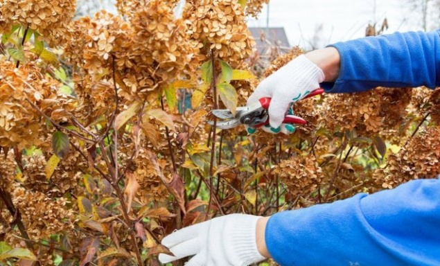 Обрезка гортензии осенью: подробная инструкция для новичков
