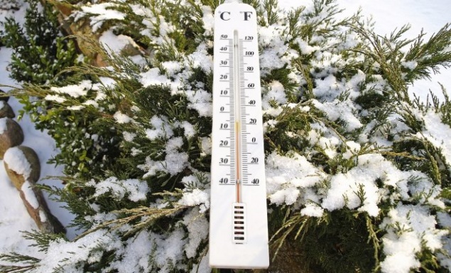 Как помочь хвойным пережить зиму?