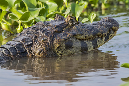 Подросток погиб в пасти крокодила на глазах у друзей