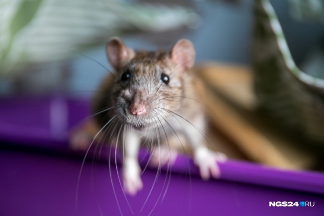 «Будет «война» за припасы рыбы и мяса в кладовках»: в поселке на севере края нашествие крыс