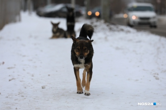В предприятии по отлову собак прокомментировали задержание чиновника после смерти женщины со следами от укусов