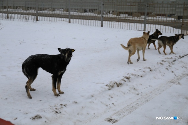 «Собаки уже натурально жрут людей»: в администрации города решают, что делать с бродячими животными