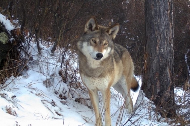 На юге Красноярского края выросла численность волков