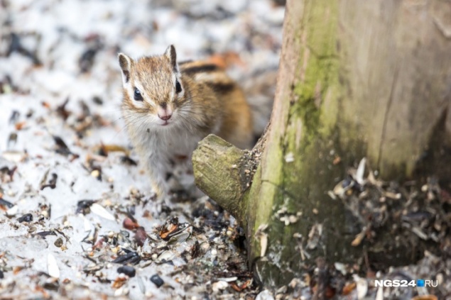 И дождь, и мороз: синоптики сделали прогноз на март