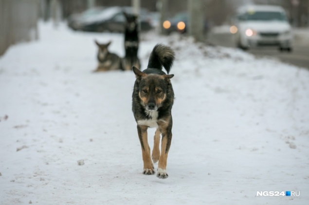 Общественники объявили награду в 100 тысяч рублей за информацию о мучителях бездомных собак