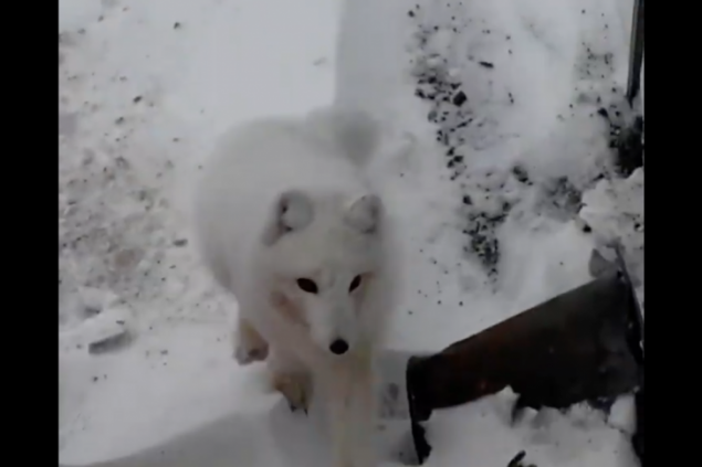 «Варежку-то верни»: наглый песец в Норильске обокрал сноубордистов