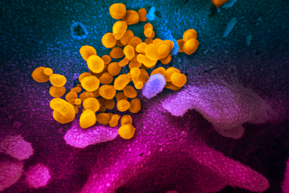 Определена устойчивость китайского коронавируса