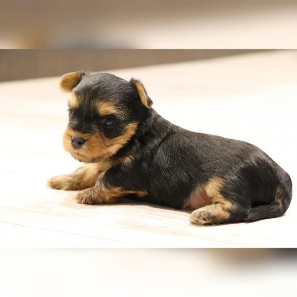 Норильчанка купила через интернет несуществующего йоркширского терьера. «Продавцу» грозит до 5 лет колонии