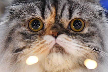 Названо самое уязвимое к коронавирусу домашнее животное