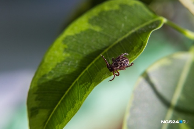 Жертвами клещей на прошлой неделе в половине случаев стали дети