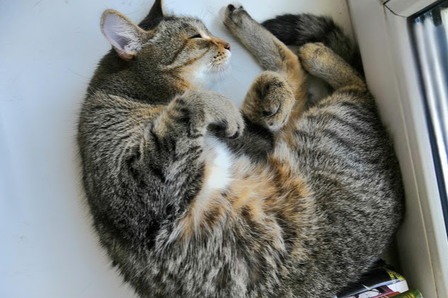 Вы неправильно спите: для чего нам нужен сон, полезно ли спать днем и как понять, что не дышишь во сне