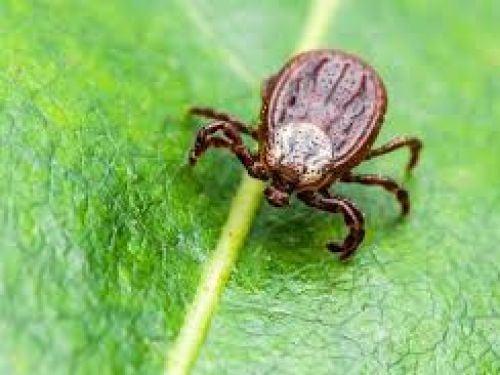 Управление Роспотребнадзора информирует о количестве случаев присасывания клещей в Ачинске