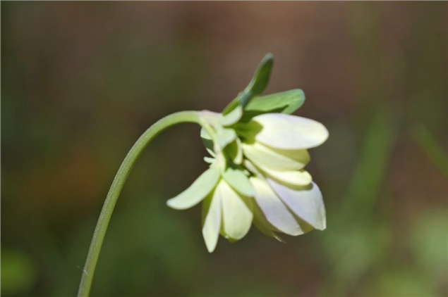 На юге Красноярского края зацвел необычный ядовитый водосбор