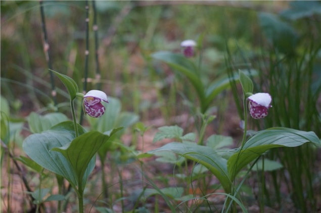 На юге Красноярского края рекордно рано зацвели редкие орхидеи