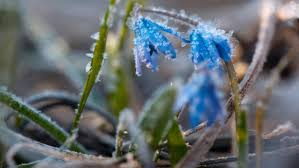 Жителей Красноярского края предупредили о заморозках