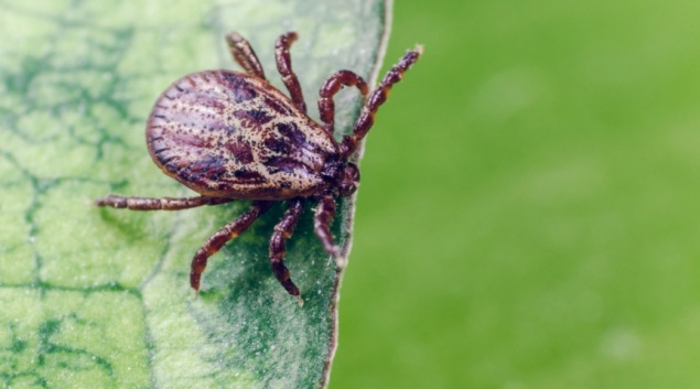 Красноярские депутаты предложили мэру ввести режим ЧС в городе из-за клещей