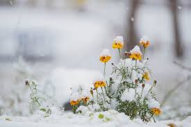 Майские заморозки в Красноярске станут еще крепче