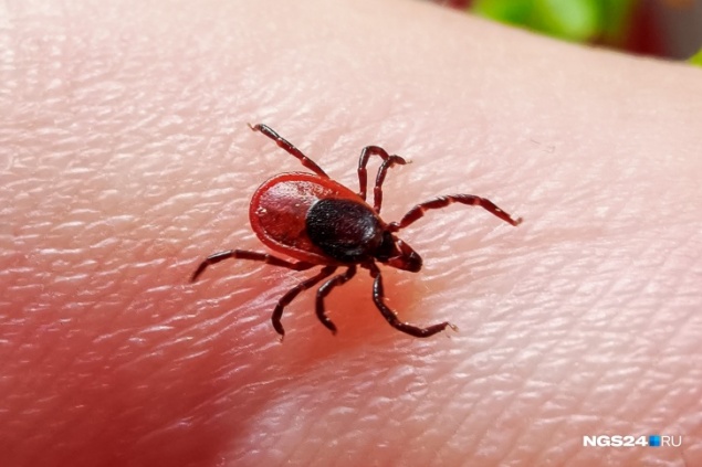 Иммуноглобулина на всех не хватит: Красноярск переживает нашествие клещей и дефицит лекарства