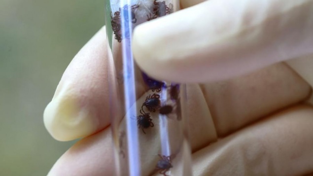 Живучий и опасный гибридный клещ продолжает заселять российские регионы: может быть и в Красноярском крае