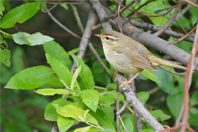 В «Шушенском бору» впервые сфотографировали скрытную пеночку