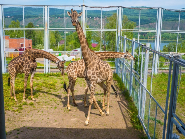 Красноярский зоопарк открывают для посетителей