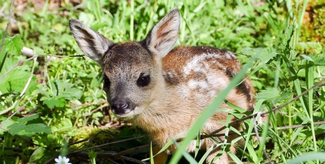 В посёлке под Красноярском нашли детеныша сибирской косули