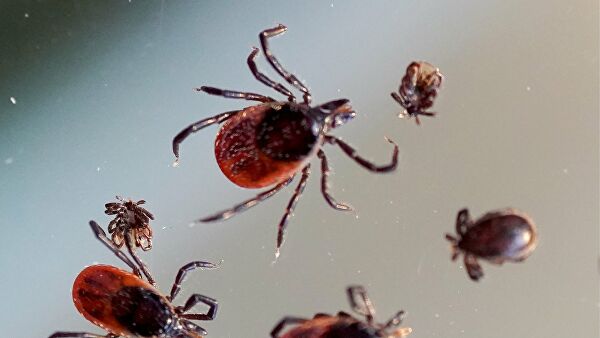 За неделю клещи покусали почти 1000 жителей Красноярского края
