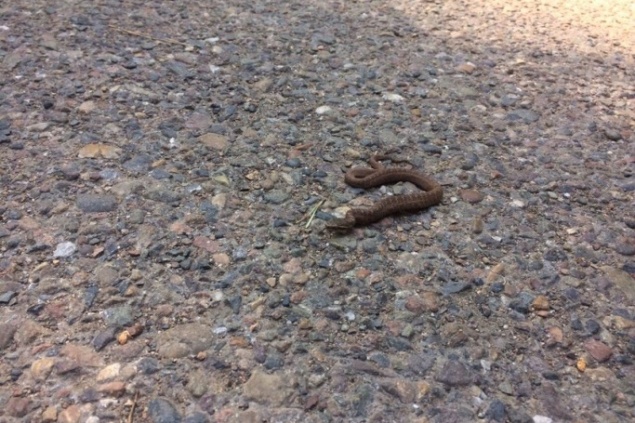 На входе в нацпарк «Столбы» после долгого карантина туристов встречают змеи
