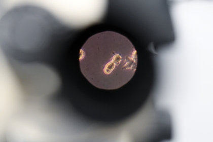 Названо число выявленных штаммов коронавируса в России