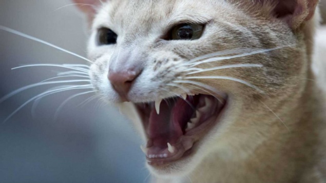 В поселке Красноярского края ввели карантин из-за бешенства кошки