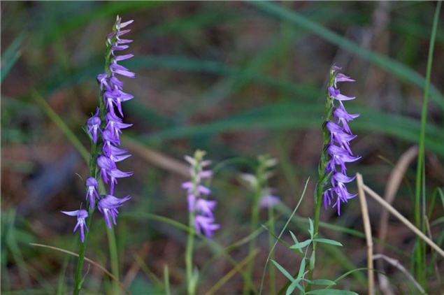 На юге Красноярского края зацвела краснокнижная скромная лесная орхидея