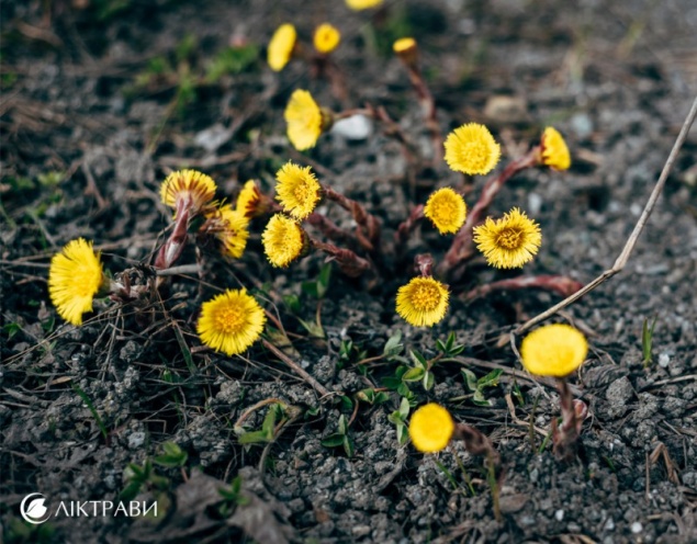 Мать-и-мачеха — универсальный помощник при кашле