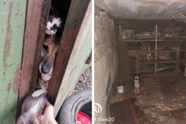 Волонтёры спасли 15 кошек и собак, запертых в гараже у «собирательницы» животных