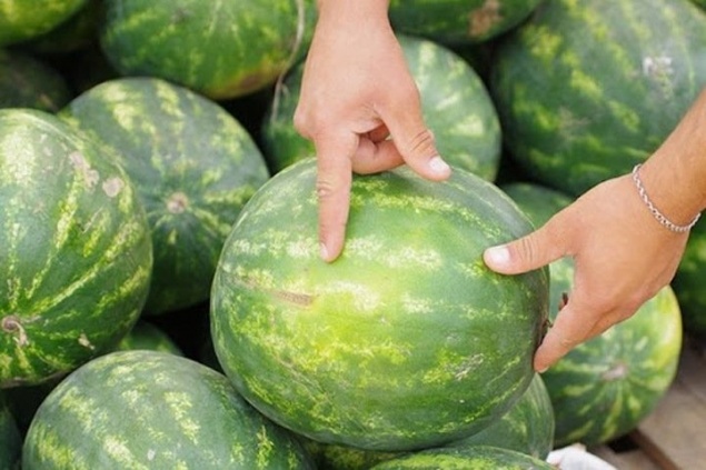 Сергей Шойгу предложил разбить в Туве арбузные плантации